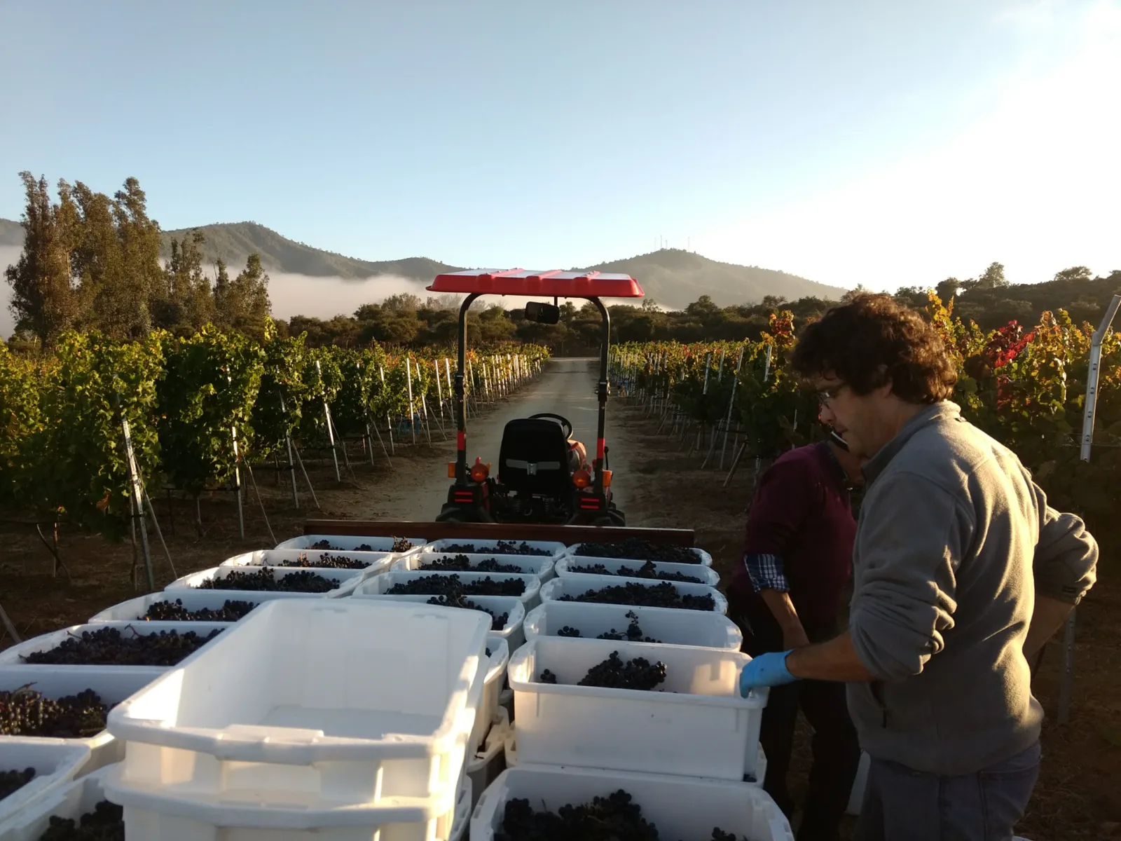 Marcos Attilio junto a bins de uva y un tractor durante la cosecha manual