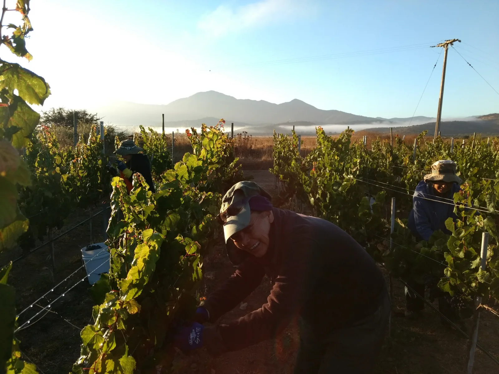 Vendimia manual durante una mañana de niebla en Orrego Arriba