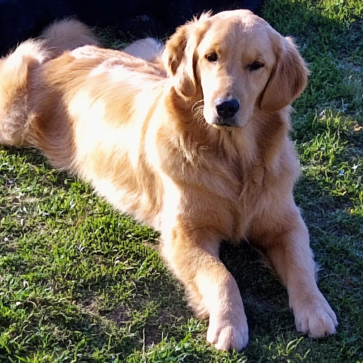Ale descansando sobre el pasto