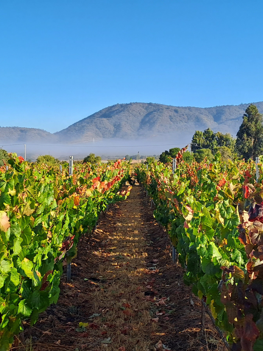 Tours de vino cerca de Valparaíso