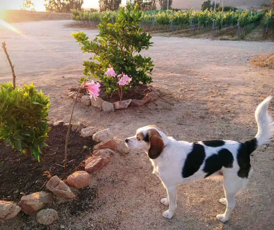 Ví descansando dentro de la bodega bajo un rayo de sol