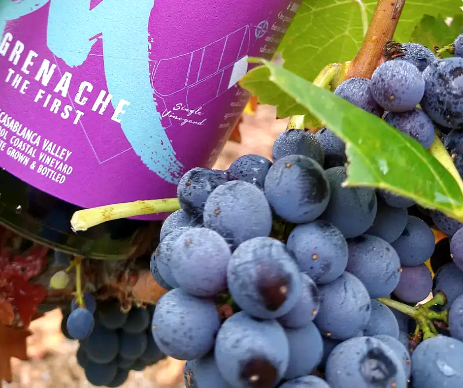 Racimos de Grenache en el viñedo, con la botella Grenache The First de Attilio & Mochi