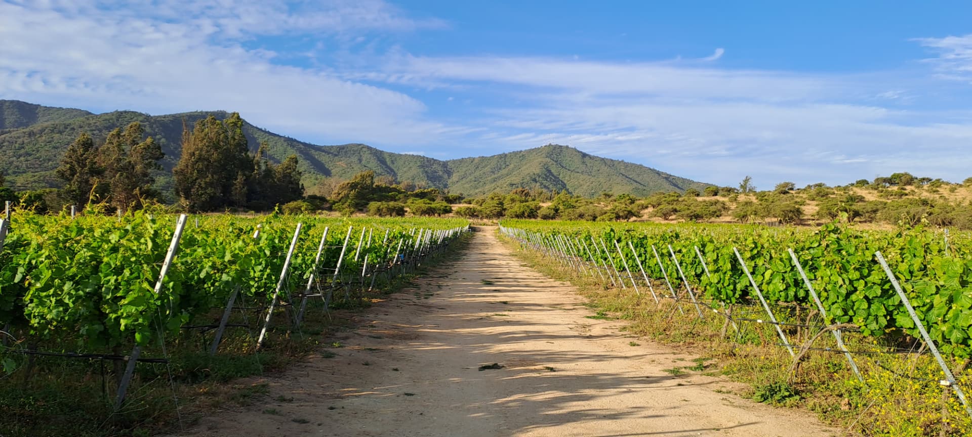 Camino entre las hileras del viñedo de Casablanca