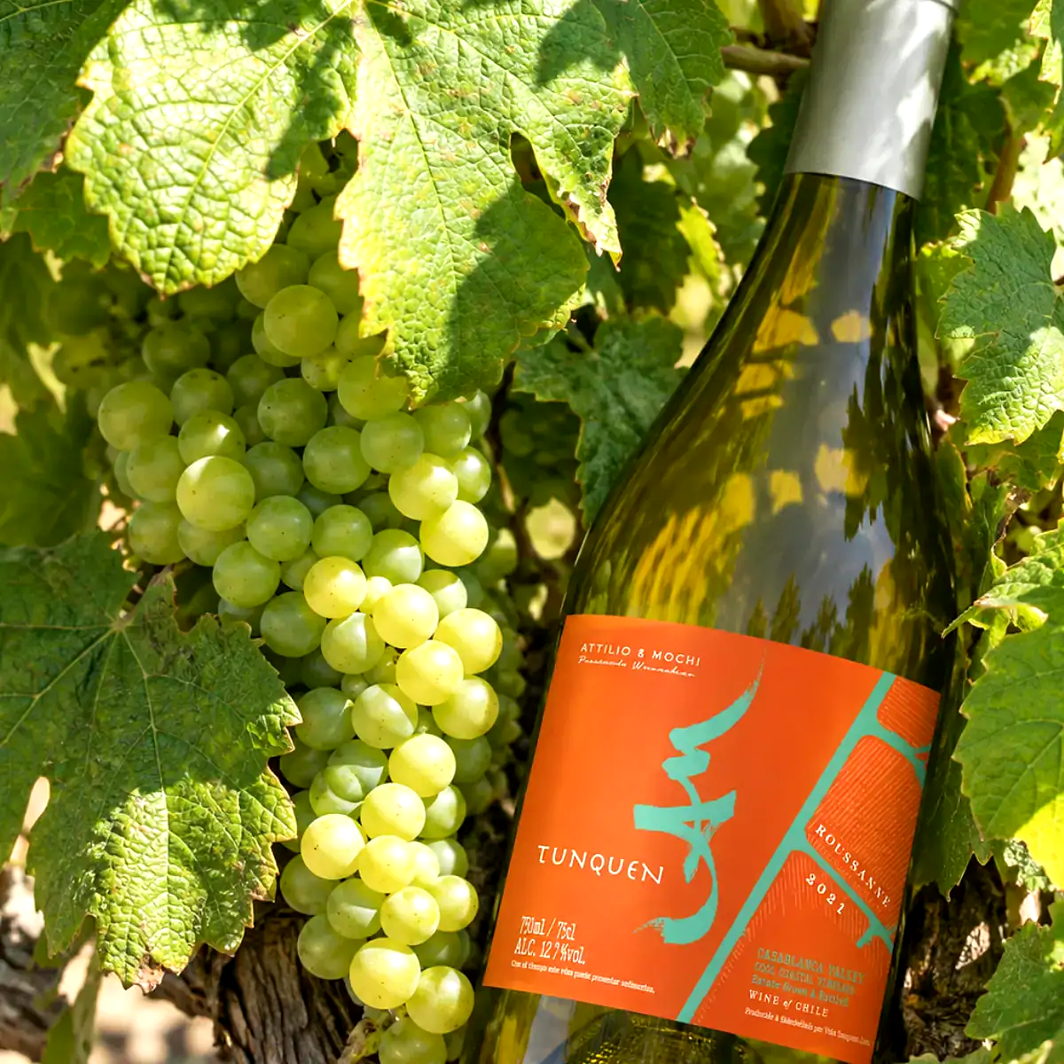 Racimos de Roussanne en el viñedo, junto a la botella Tunquen Roussanne de Attilio & Mochi