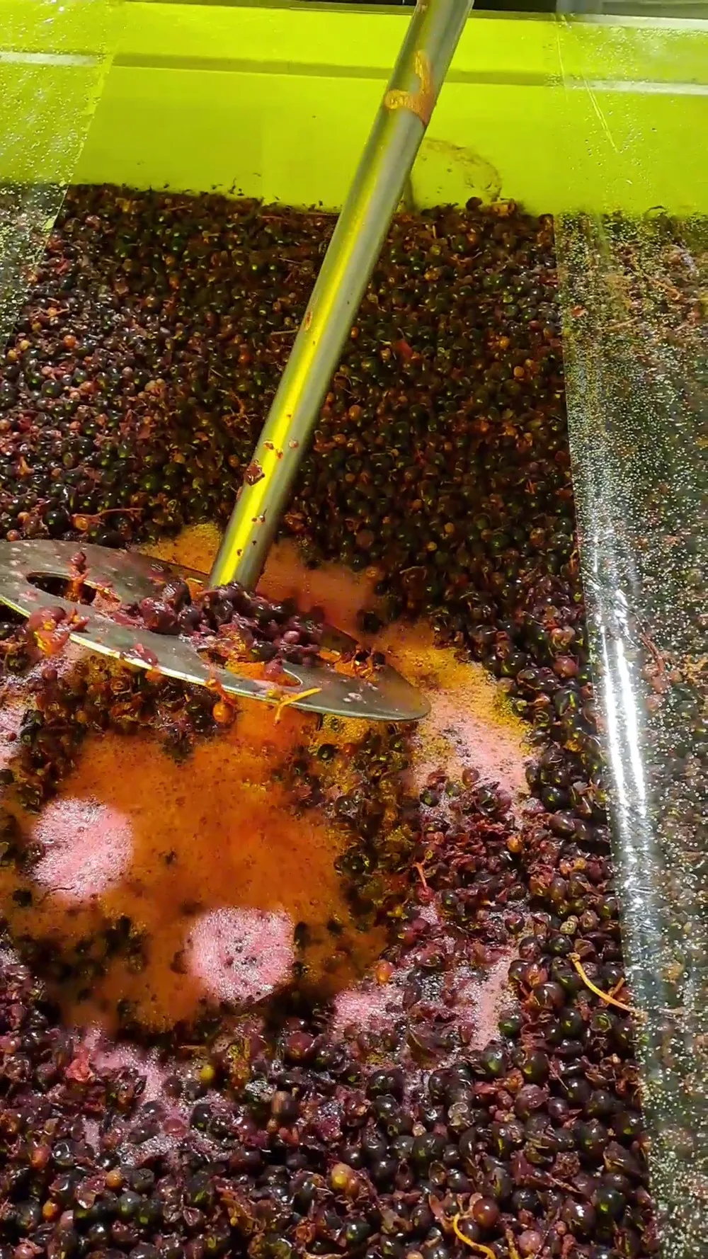 Marcos Attilio realizando el punch-down de Grenache durante la fermentación
